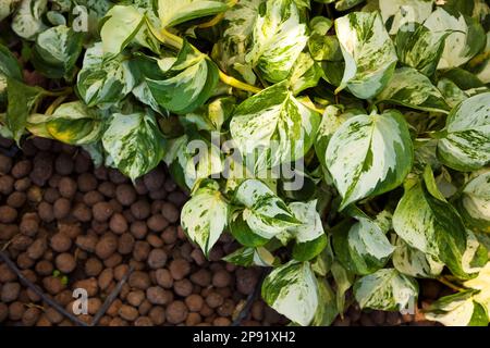 Green Epipremnum Aureum plant lush foliage on a ground. Tropical vine on a flower bed background with copy space Stock Photo