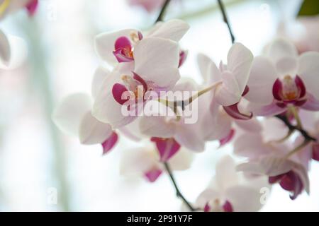 Bunch of beautiful orchids in a garden. White and pink flowers romantic background Stock Photo