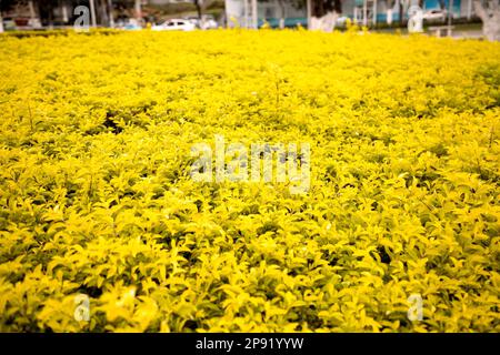 Autumn bushes foliage on a city street background. Yellow flowerbed next to a road with a copy space Stock Photo