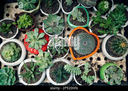 Cute little potted succulents and cacti top view background. Many small home plants in round and heart shaped pots from above. Plenty of various succu Stock Photo