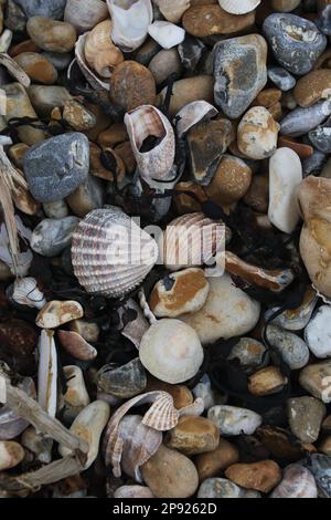 a collection of shells and pebbles on the seashore Stock Photo