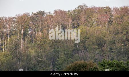 Drought in the Harz Mountains dying forests follow climate change Stock Photo