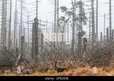 Toter Wald Harz Stock Photo