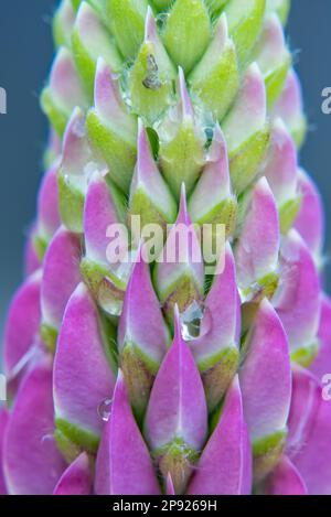 Lupine flower with raindrops Stock Photo