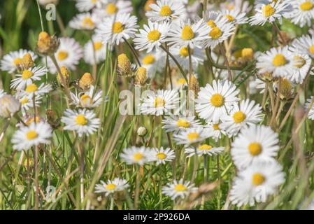 Daisies in the meadows Stock Photo