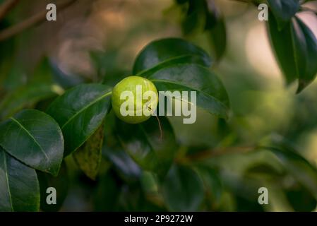 A close-up of a green lemon growing on a tree branch Stock Photo