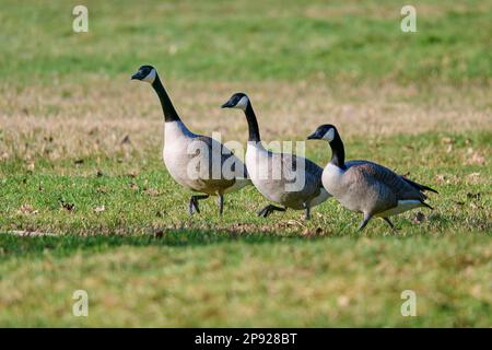 Canada goose (Branta canadensis), three geese running across meadow, Bavaria, Germany Stock Photo