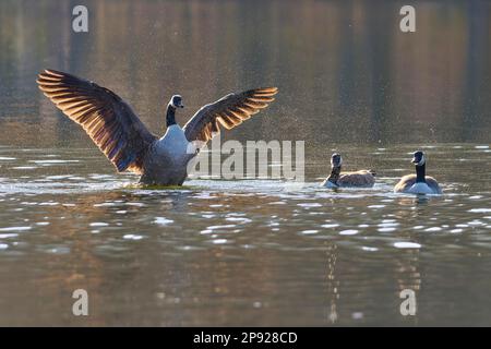 Canada goose (Branta canadensis), three geese, flapping their wings in the pond, Bavaria, Germany Stock Photo