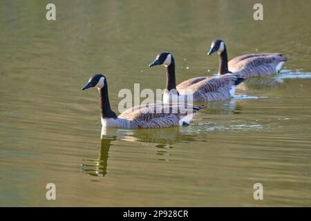 Canada goose (Branta canadensis), three geese swimming in a pond, Bavaria, Germany Stock Photo