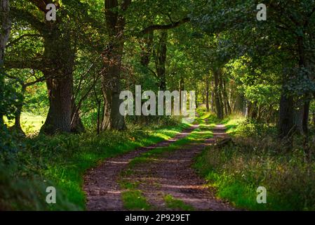 Forest path in the Duvenstedter Brook nature reserve, Wohldorf-Ohlstedt ...