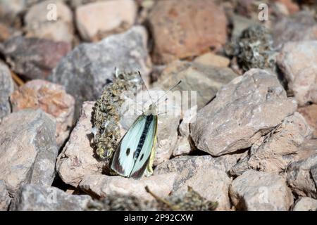 A white butterfly on a brownish stone background Stock Photo