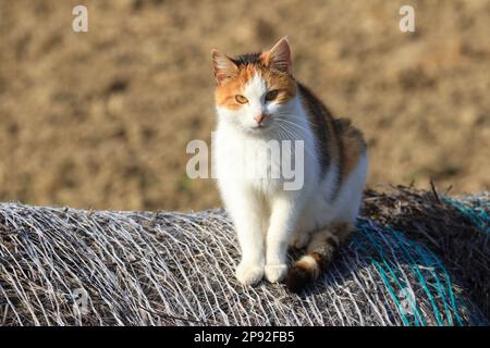 Cute colorful cat looking to the camera Stock Photo