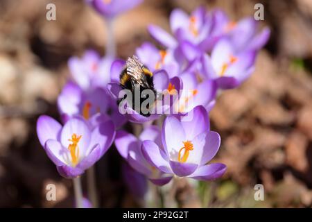 Buff-tailed bumblebee queen on crocus Stock Photo