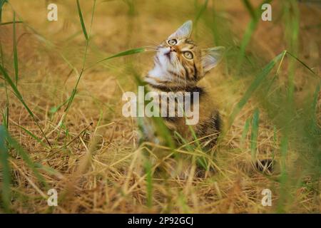 Cute kitten Tabby dreams in a garden with green and dry grass. Stock Photo