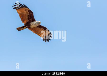 A Red Backed Sea eagle flying high in blue sky Stock Photo