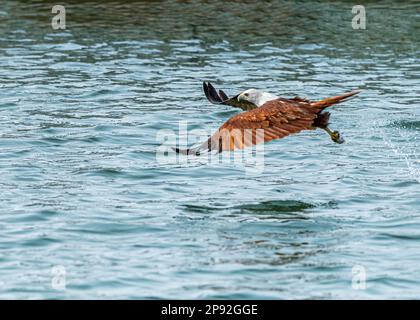 A Red Backed sea eagle flying away with its catch Stock Photo