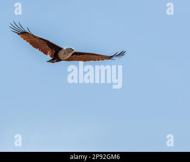 A Red Backed Sea eagle flying with horizontal wings Stock Photo