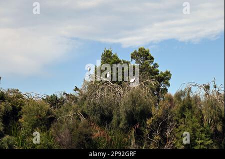 Royal spoonbills at Okarito Lagoon, a coastal lagoon on the west coast of New Zealand's South Island. Stock Photo