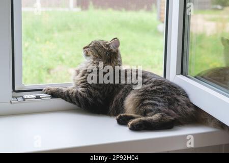 Tabby kitten sitting on the windowsill in summer. Striped domestic cat sitting near open window around houseplants and looking out the window. Image f Stock Photo