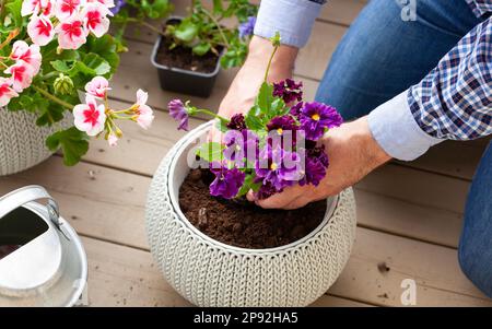 man gardener planting pansy, lavender flowers in flowerpot in garden on terrace Stock Photo