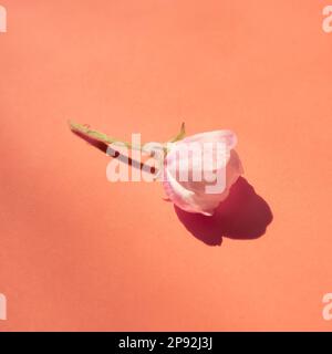 Floral background. Beautiful tender fresh spring flower of apple tree on pink background. Stock Photo