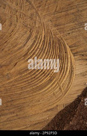 Annual rings on sawn pine trunk with lots of concentric rings in the anual rings Stock Photo