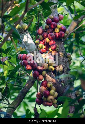 Colorful figs growing on tree. Tai Rom Yen National Park, Thailand. Stock Photo