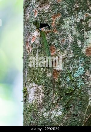 A Black-barbed Flying Dragon (Draco melanopogon) on a tree trunk. Tai Rom Yen National Park, Thailand. Stock Photo