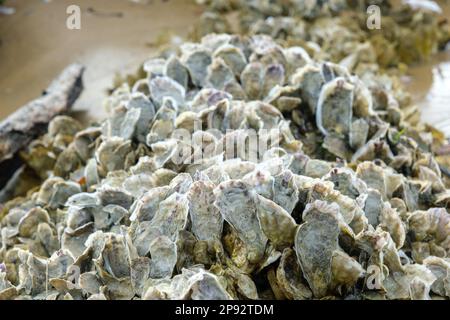 Oyster shells attached to a rock, closeup Stock Photo