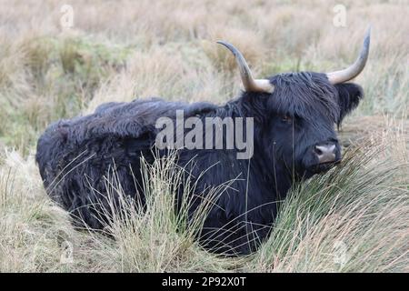 Black highland cow with huge horns sitting peacefully in a field Stock Photo