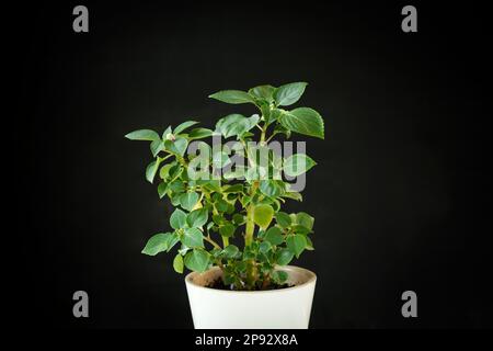 Balsamine, Impatiens plant in a white pot isolated on a black background. Potted tropical houseplant. Home minimal design. Jewelweed, touch-me-not, sn Stock Photo