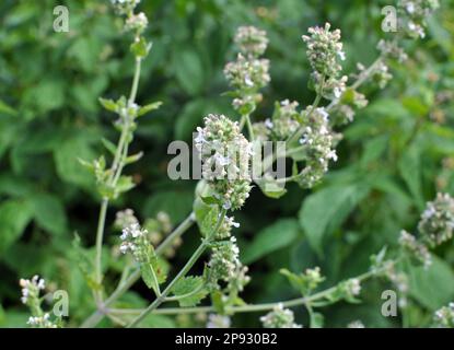Flowers are blooming medicinal lemon balm (Melissa officinalis) Stock Photo
