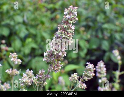 Flowers are blooming medicinal lemon balm (Melissa officinalis) Stock Photo