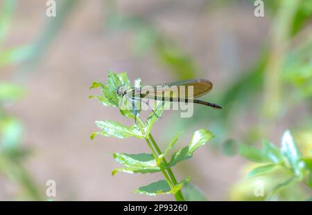 Female banded demoiselle on a leaf Stock Photo