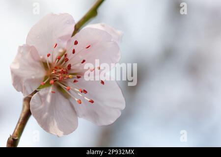 UK weather, London, 10 March 2023: Fifteen minutes after a hail storm, sun shines on almond blossom in a garden in Clapha, south London. Anna Watson/Alamy Live News Stock Photo