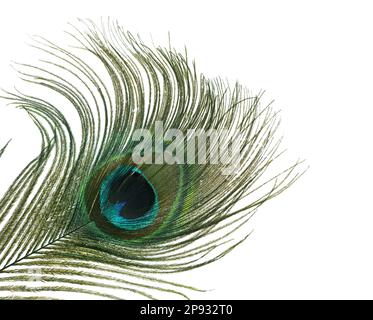 Beautiful bright peacock feather on white background Stock Photo