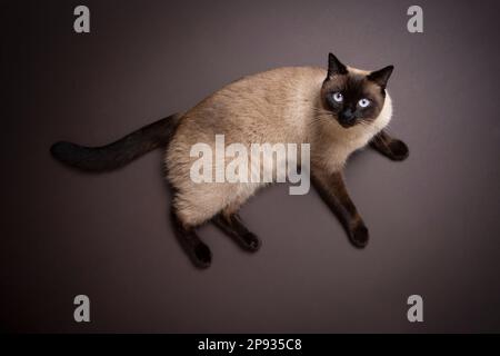 high angle view of a siamese cat laying on brown background floor looking up at camera Stock Photo