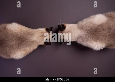 top down view of two siamese cats eating cat food on the floor with copy space Stock Photo