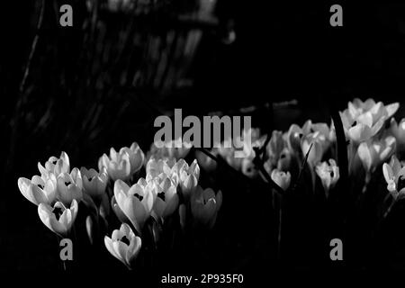 Many blooming crocuses in early spring, black and white photography Stock Photo