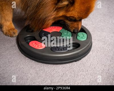 https://l450v.alamy.com/450v/2p936r4/the-dog-is-playing-an-intellectual-game-training-game-for-dogs-close-up-2p936r4.jpg