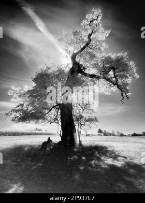 Europe, Germany, Hesse, Central Hesse, Marburger Land, old English oak near Rauschenberg Stock Photo