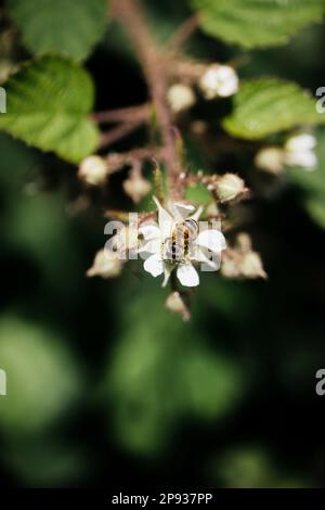 Honey bee collecting nectar on a blackberry blossom in summer in Germany Stock Photo