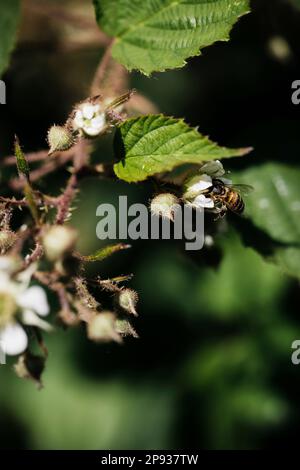 Honey bee collecting nectar on a blackberry blossom in summer in Germany Stock Photo