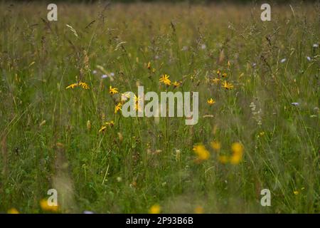 Arnica, Arnica montana, Mountain Welfare, Real Arnica Stock Photo