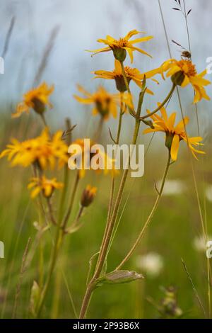 Arnica, Arnica montana, Mountain Welfare, Real Arnica Stock Photo