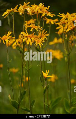 Arnica, Arnica montana, Mountain Welfare, Real Arnica Stock Photo