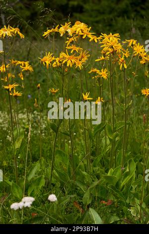 Arnica, Arnica montana, Mountain Welfare, Real Arnica Stock Photo