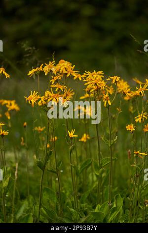 Arnica, Arnica montana, Mountain Welfare, Real Arnica Stock Photo