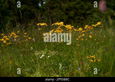 Arnica, Arnica montana, Mountain Welfare, Real Arnica Stock Photo