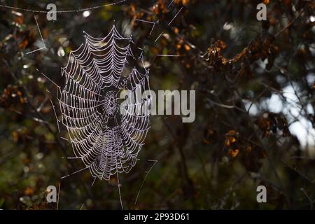 Morning Dew on Spiderweb backlit between touwgerei a historic fishing boat  Stock Photo - Alamy